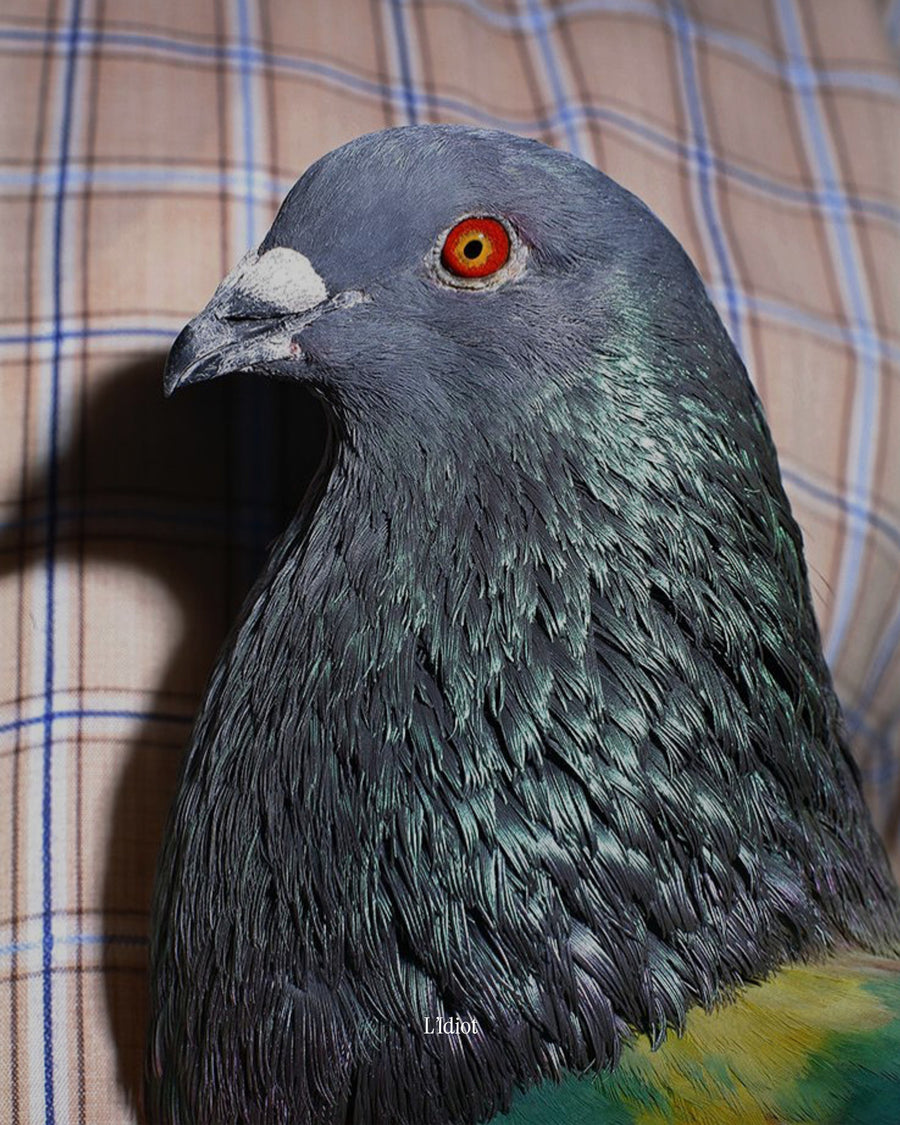 Capiamoci (?)